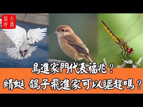 雀鳥飛入屋|【鳥飛進公司】鳥飛進公司！是吉兆還是凶兆？揭開雀鳥來訪的神。